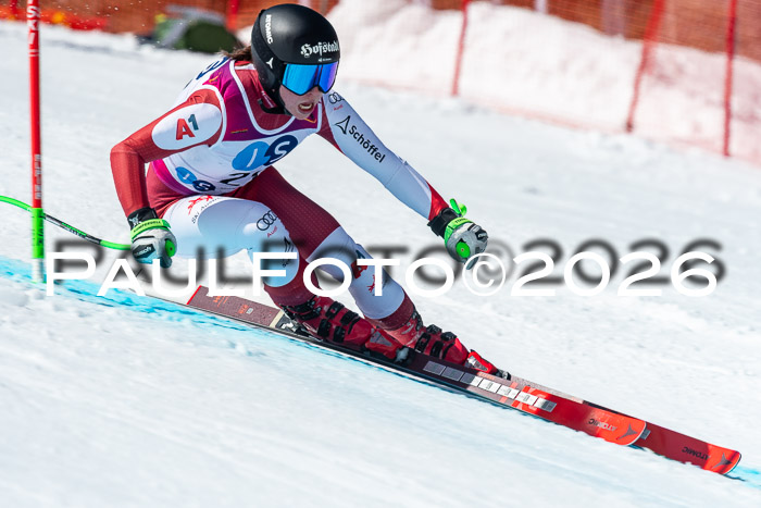 NC + NJC DH ,Frauen + Männer Axamer Lizum 25.03.2026