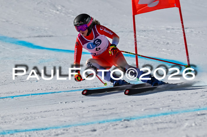 NC + NJC DH ,Frauen + Männer Axamer Lizum 25.03.2026