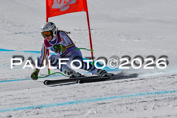 NC + NJC DH ,Frauen + Männer Axamer Lizum 25.03.2026