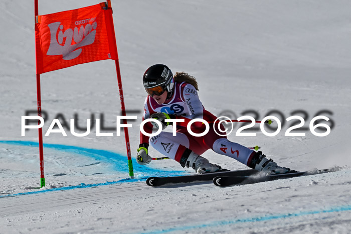 NC + NJC DH ,Frauen + Männer Axamer Lizum 25.03.2026